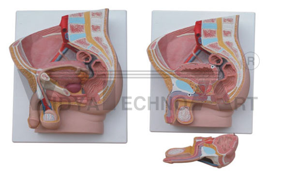 Human male pelvis section (2 parts)